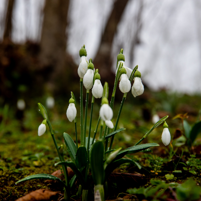 Sakarya'da kardelenler erken çiçek açtı
