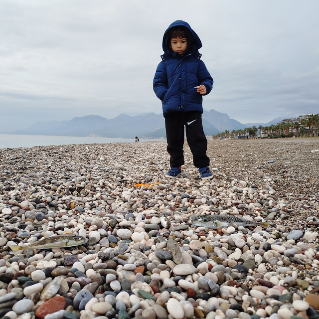 Sahillerde 'karaya çıkarılması yasak' balon balığı tehlikesi