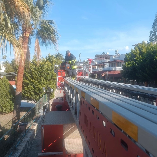 Hatay'da ağaçta mahsur kalan kediyi itfaiye ekibi kurtardı