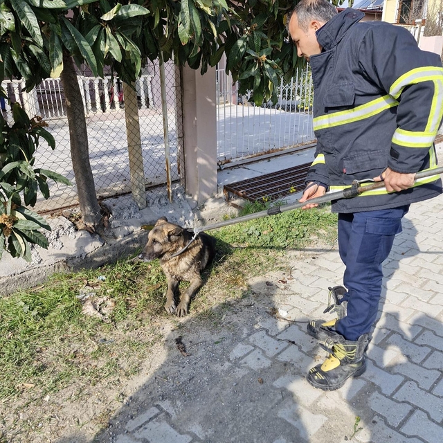 Hatay'da menfeze düşen köpek kurtarıldı