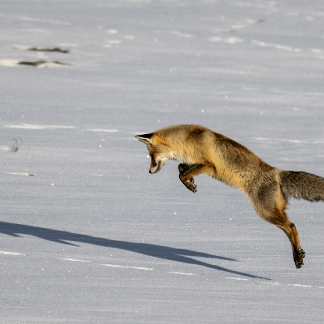 Kars'ta kızıl tilkinin karla kaplı arazide fare avı kamerada