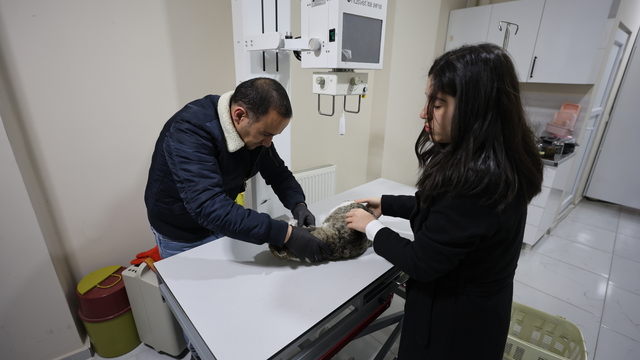 Iğdır'da sokakta bulunan felçli kedi tedavi altına alındı
