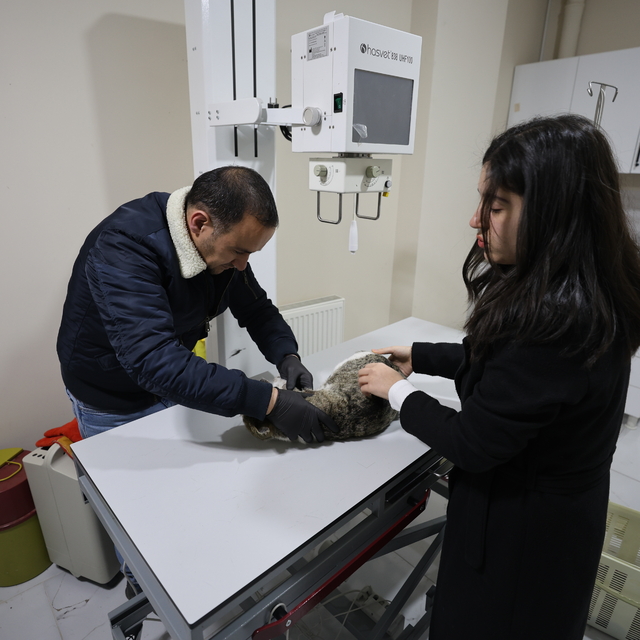 Iğdır'da sokakta bulunan felçli kedi tedavi altına alındı