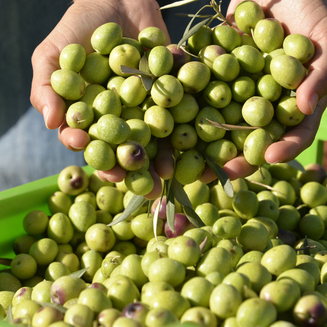 204 milyon ağaçtan 3,6 milyon ton zeytin