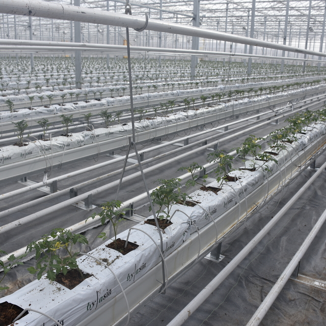 Düşük enerjiyle çalışan Sivas'ın en büyük cam serası 'örnek' olacak