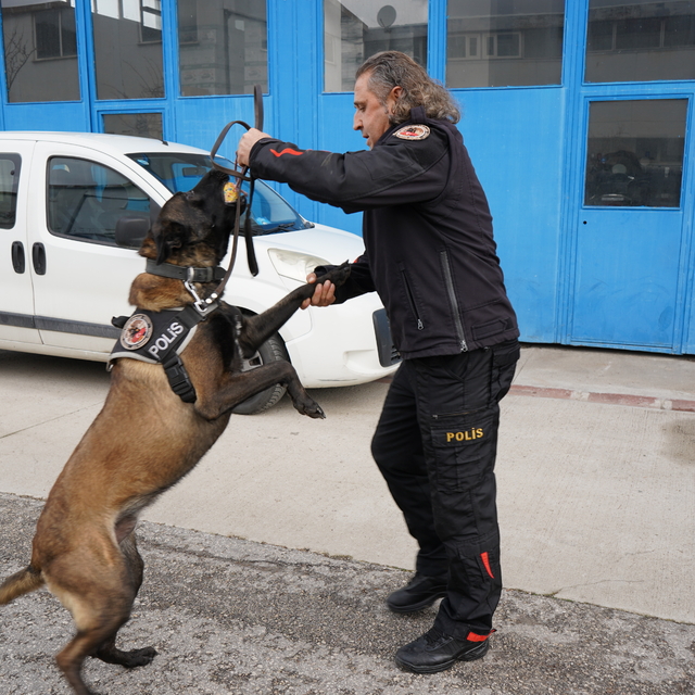 Isparta Emniyetinin göz bebeği "Milon" üçüncü kez ayın narkotik köpeği seçi...