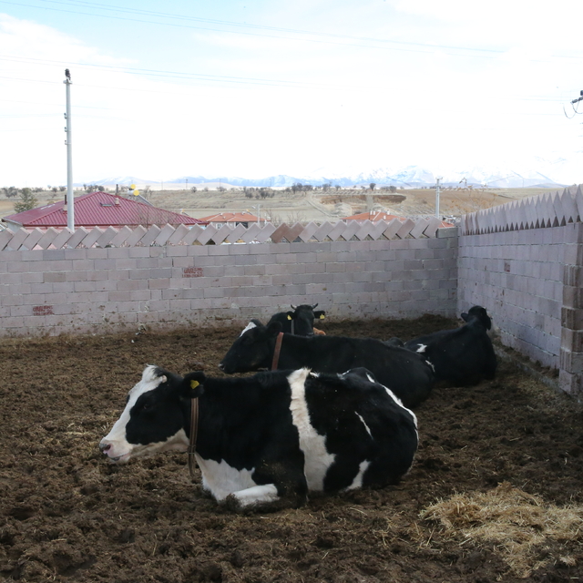 Niğde'de eski kadın hükümlü, devlet desteğiyle büyükbaş hayvan yetiştiricis...