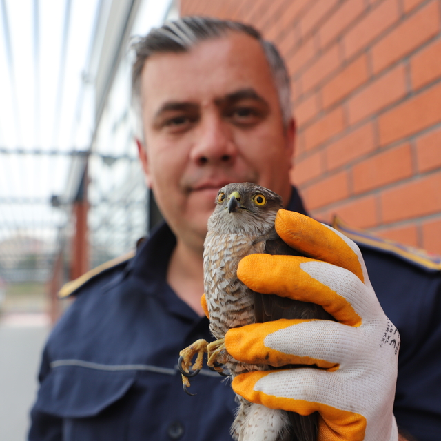 Mersin'de bitkin halde bulunan atmaca yavrusu koruma altına alındı