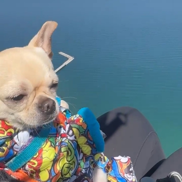 Köpek Kaju, yamaç paraşütüyle uçtu