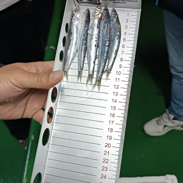 Bodrum'da hamsi avına çıkanlara yönelik denetim gerçekleştirdi