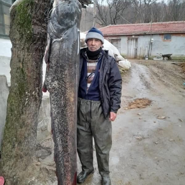 Meriç Nehri'nde 2.5 metre boyunda 'yayın balığı' yakaladı