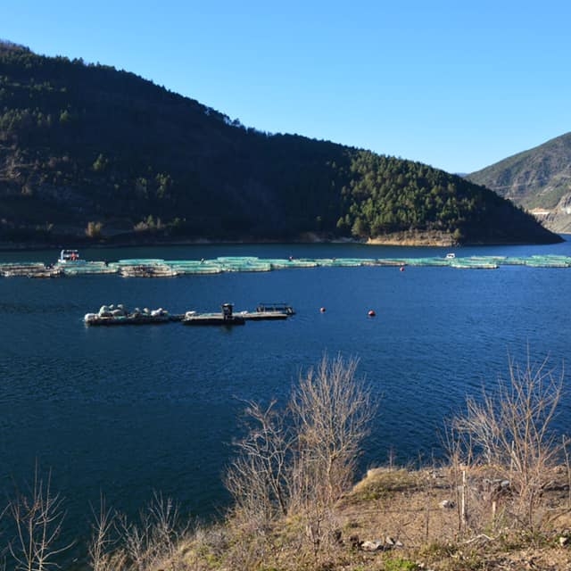 'Çoruh'un gerdanlıkları'nda balık üretimi ile 3 milyar liralık gelir