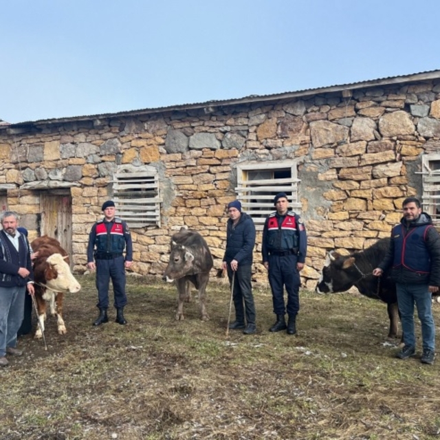 Sivas'ta büyükbaş hayvan hırsızlığı yapan 4 şüpheli tutuklandı