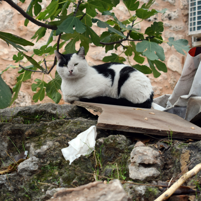 'Erken yaştaki kısırlaştırma hayvanın ömrünü uzatıyor'