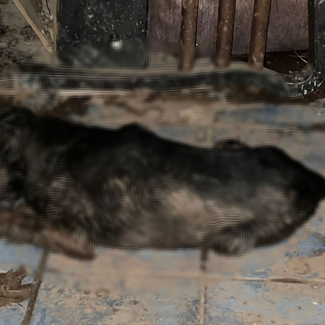 5'i yavru 6 köpek ile 1 kedi zehirlenmiş halde bulundu