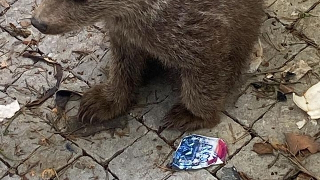 Bolu'da yaralı ve bitkin yaban hayvanlarını yardımına DKMP ekipleri yetişti