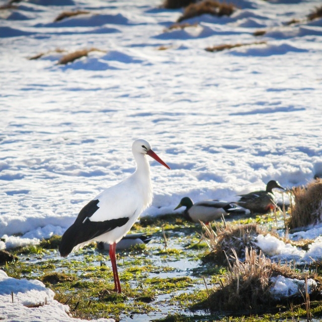 Yüksekova'daki Nehil Sazlığı'nda kuş sayımı yapıldı