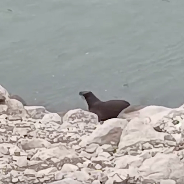 Nesli tükenme tehlikesi altında olan su samuru görüntülendi