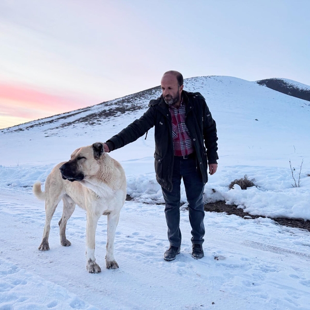 'Kral', bu kez çobanı kurtların saldırısından kurtardı
