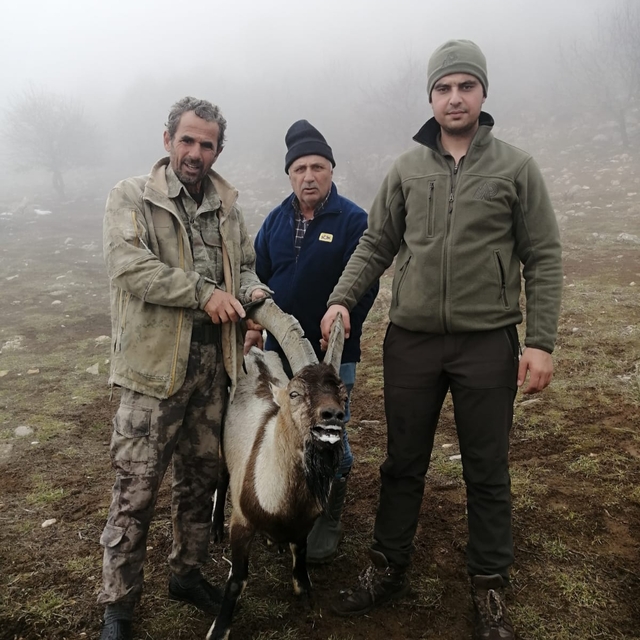 Doğanşehir'de yaralı halde bulunan yaban keçisi tedavi altına alındı