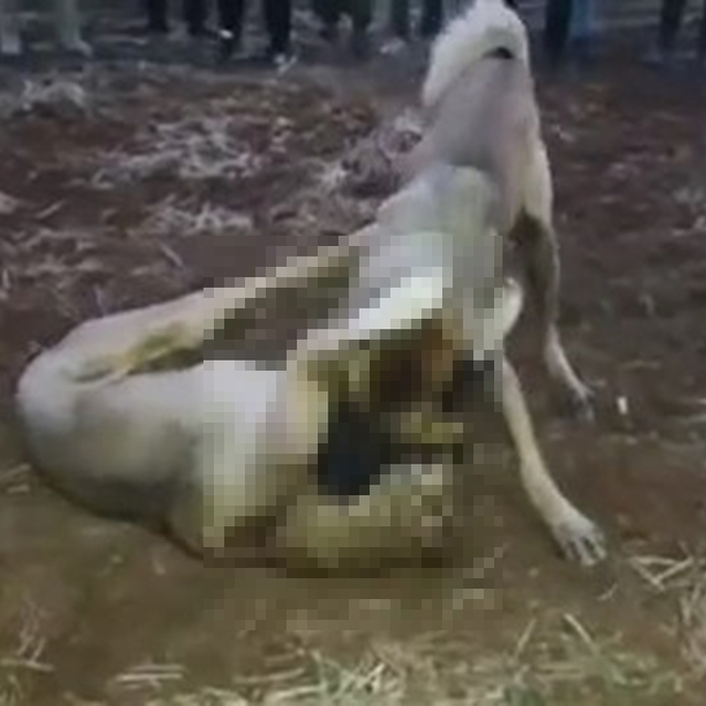 Köpekleri dövüştürüp, cep telefonuyla görüntülediler