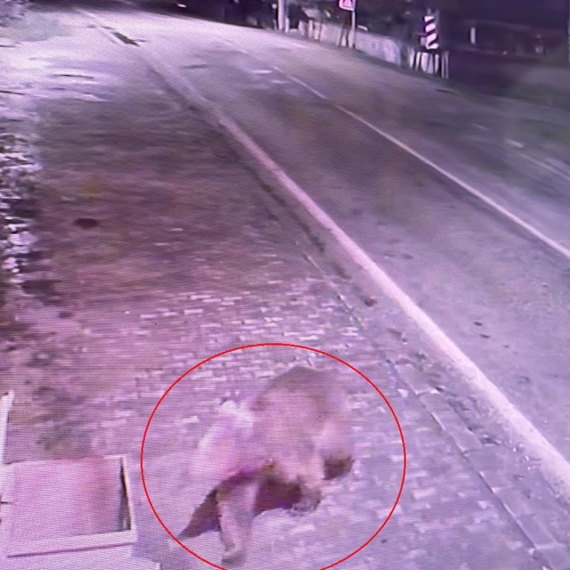 Bursa'da koruma altındaki bozayılardan biri barınaktan kaçtı; yiyecek arark...