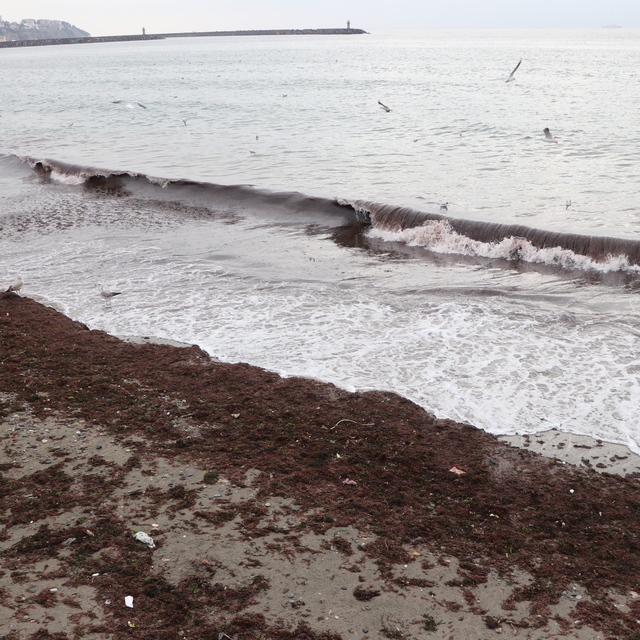 Tekirdağ'da poyraz nedeniyle sahilin bir kısmı kırmızı yosunla kaplandı