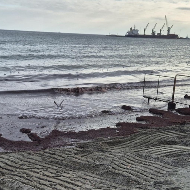 Tekirdağ'da sahili kırmızı yosun kapladı