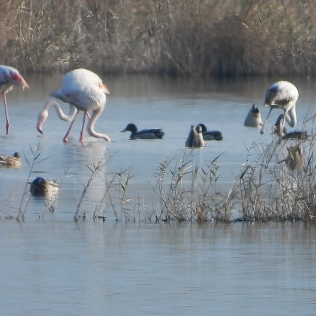 Milleyha'da flamingolar görüntülendi