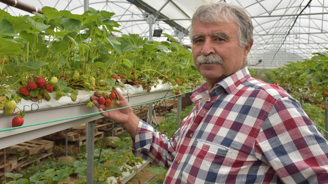 Patates diyarı Niğde'de muhasebeciliği bıraktı, 1000 rakımda çilek üretiyor