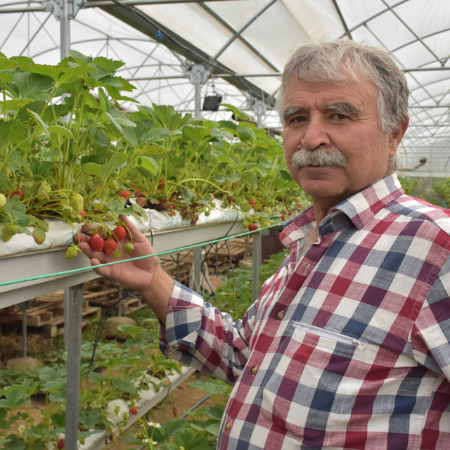 Patates diyarı Niğde'de muhasebeciliği bıraktı, 1000 rakımda çilek üretiyor