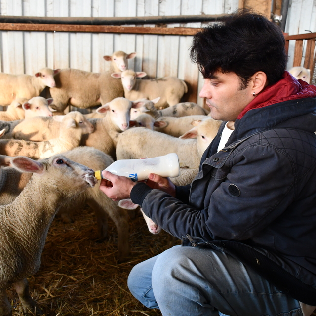 Elektrik mühendisliğini bırakıp devlet desteğiyle 1,5 yılda 510 küçükbaşlık...