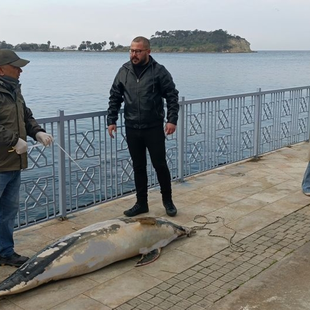 Aydın'da ölü yunus karaya vurdu