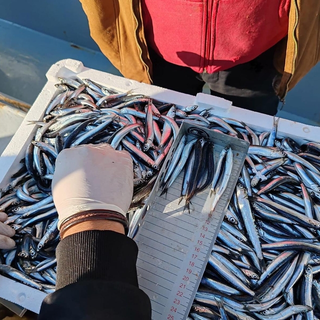 Sinop'ta 2024'te kaçak su ürünleri avcılığı yapanlara 2 milyon 170 bin lira...