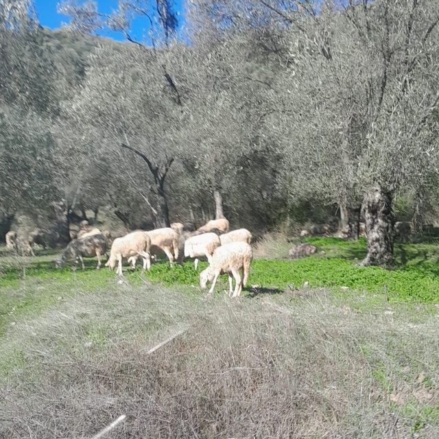 Balıkesir'de zeytinlikte küçükbaş hayvan otlatanlara ceza