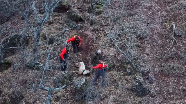 Tunceli'de kayalıklardan düşüp, boynuzu ağaca takılan yaban keçisini ekipler kurtardı