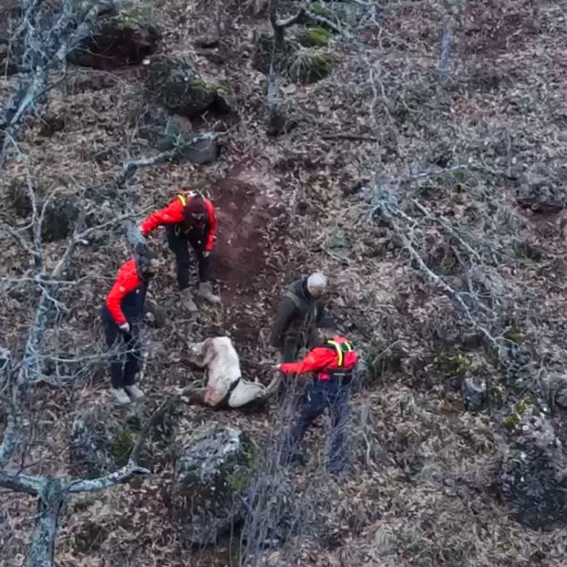 Tunceli'de kayalıklardan düşüp, boynuzu ağaca takılan yaban keçisini ekiple...