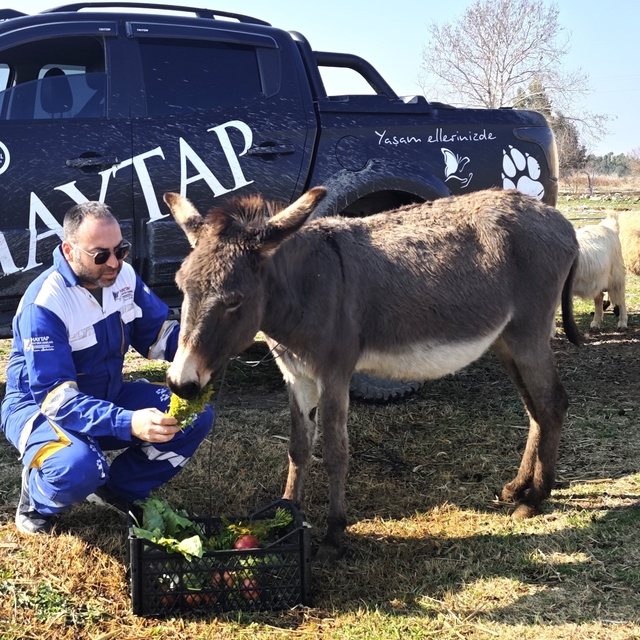 Ağaca bağlanıp ölüme terk edilen 'Kadife', yeniden sağlığına kavuştu