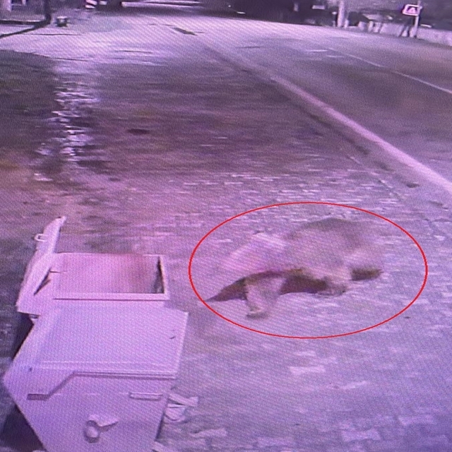 Kaybolan bozayı, yemlerle ve tuzaklarla aranıyor