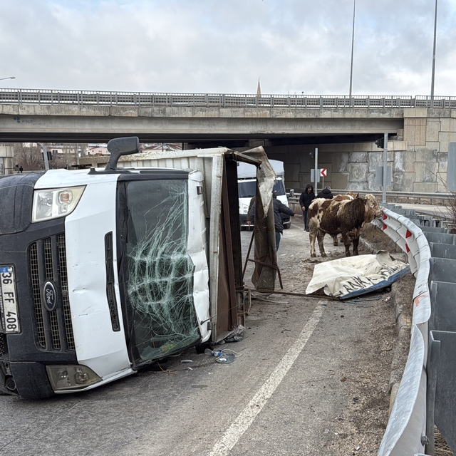 Sivas'ta büyükbaş hayvan yüklü kamyonet devrildi