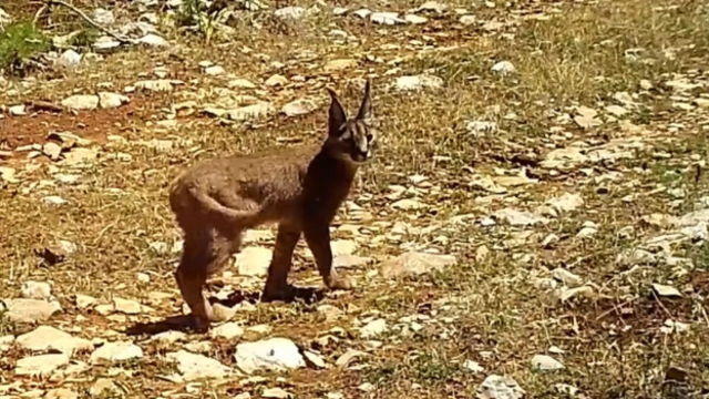 Burdur'da nesli tehlike altındaki karakulaklar fotokapanlara yansıdı