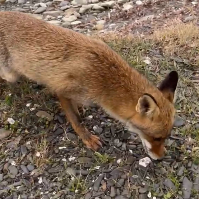 Çanakkale'de aç kalan tilkiyi balıkçılar besledi
