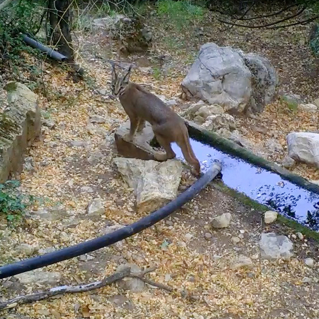 Nesli tehlikedeki karakulak, fotokapanla görüntülendi