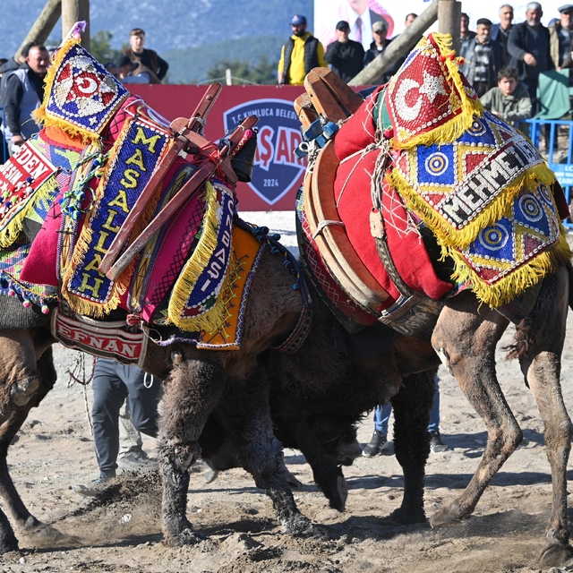Antalya'da geleneksel "Kumluca Folklorik Deve Gösterisi" yapılacak