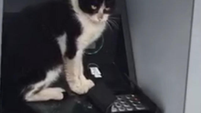 Soğukta ATM'ye sığınan kedi, işlem için gelenleri bekletti