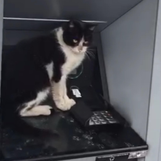 Soğukta ATM'ye sığınan kedi, işlem için gelenleri bekletti