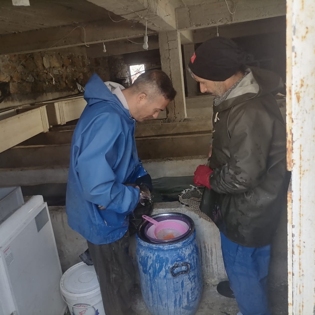 Van'da alabalık sağımı yapıldı