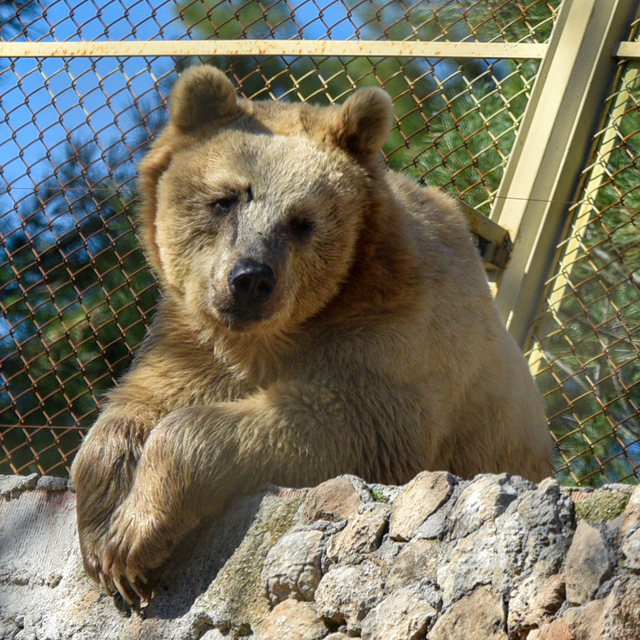Antalya'nın kış güneşinde ayılar uyumadı