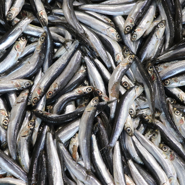 Tekirdağ'da tezgahların gözdesi hamsi ve çinekop