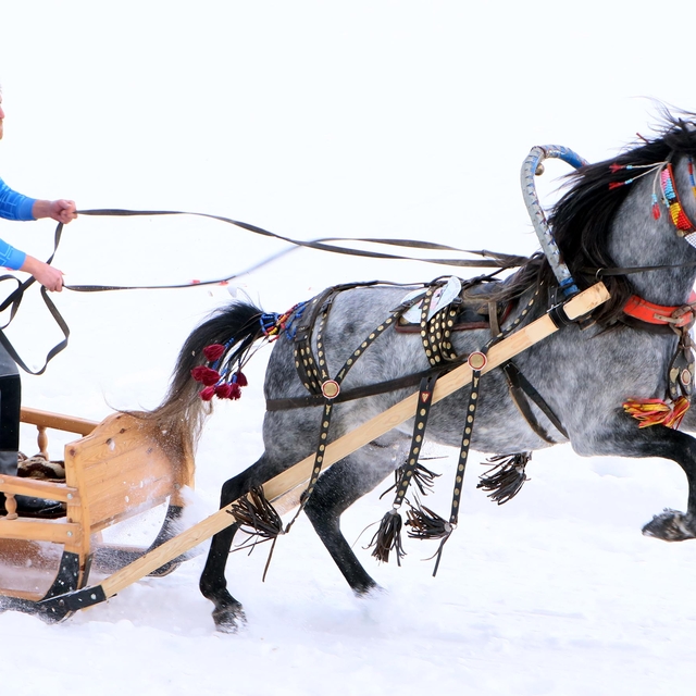 Erzurum'da atlı kızak şampiyonası